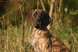 DOGUE ALLEMAND 915